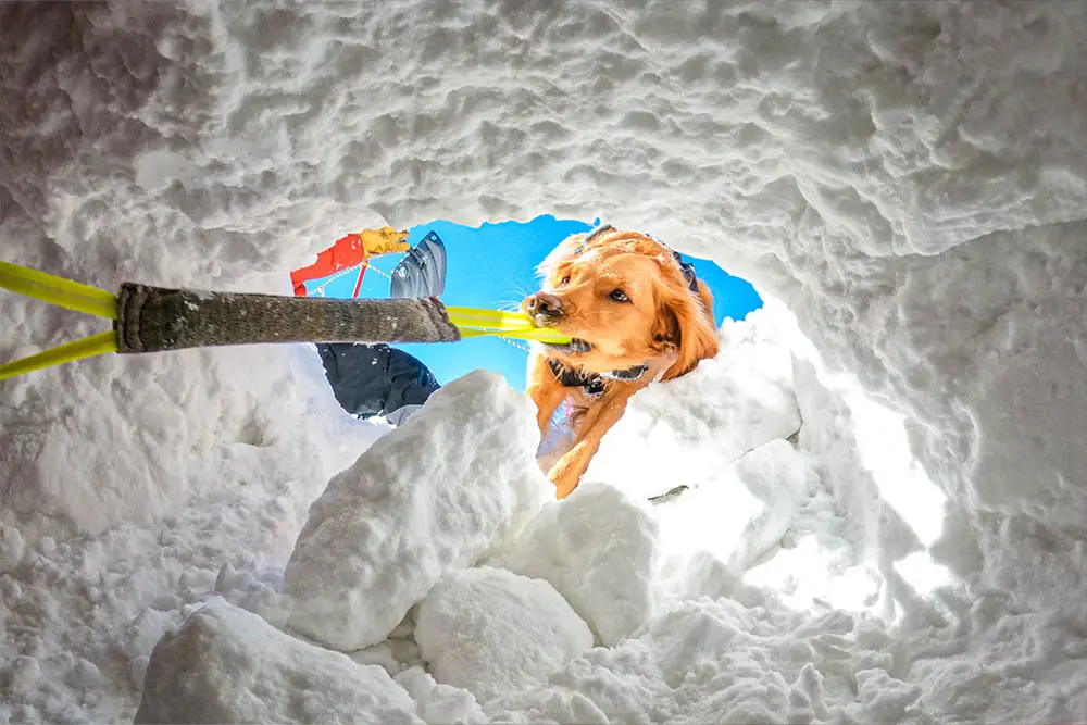 neve - avalanche rescue dog