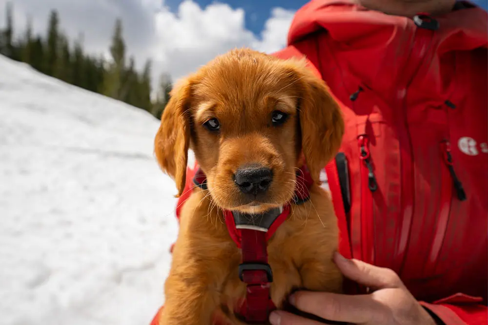Pico - avalanche rescue dog