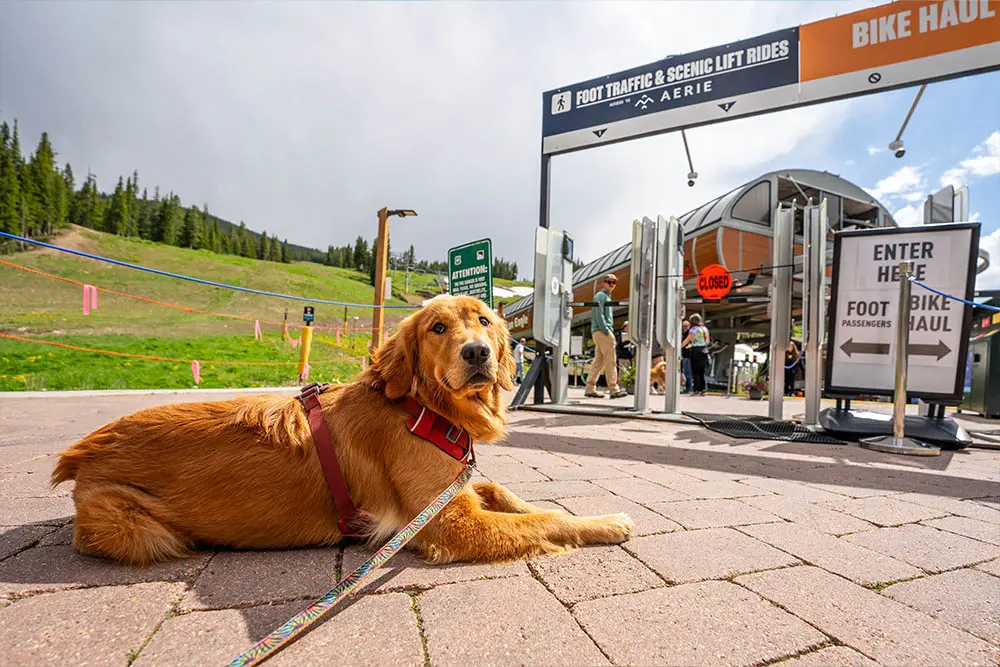 dog waiting to ride the scenic chairlift in the summer